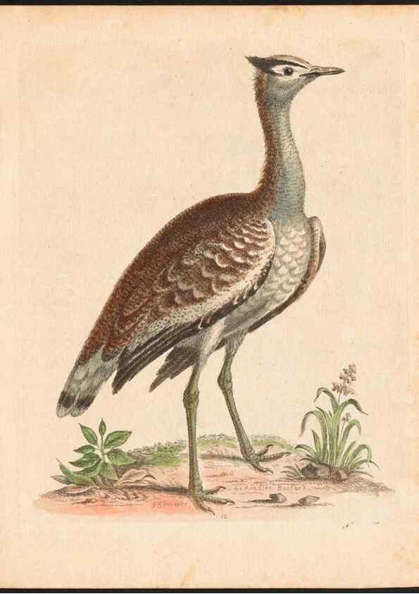 Reproducción/Reproduction 48832922643: A natural history of uncommon birds :. London :Printed for the author, at the College of Physicians in Warwick-Lane,1743-1751.. 