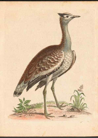 Reproducción/Reproduction 48832922643: A natural history of uncommon birds :. London :Printed for the author, at the College of Physicians in Warwick-Lane,1743-1751.. 