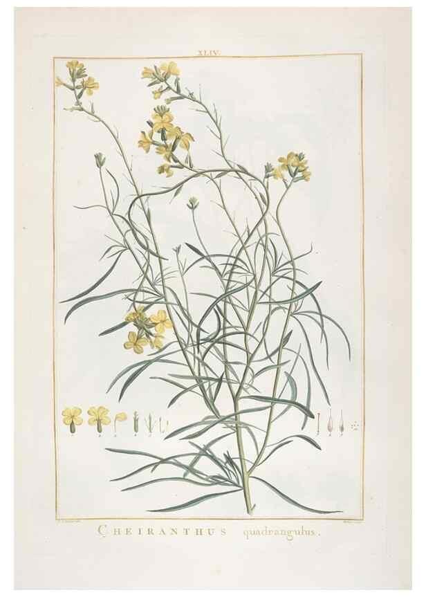 Reproducción/Reproduction 48826639296: Stirpes novae :. Parisiis :ex typographia Philippi-Dionysii Pierres,1784-85.. 