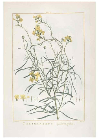 Reproducción/Reproduction 48826639296: Stirpes novae :. Parisiis :ex typographia Philippi-Dionysii Pierres,1784-85.. 