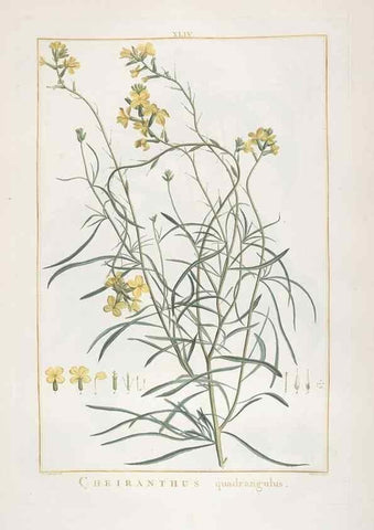 Reproducción/Reproduction 48826639296: Stirpes novae :. Parisiis :ex typographia Philippi-Dionysii Pierres,1784-85.. 
