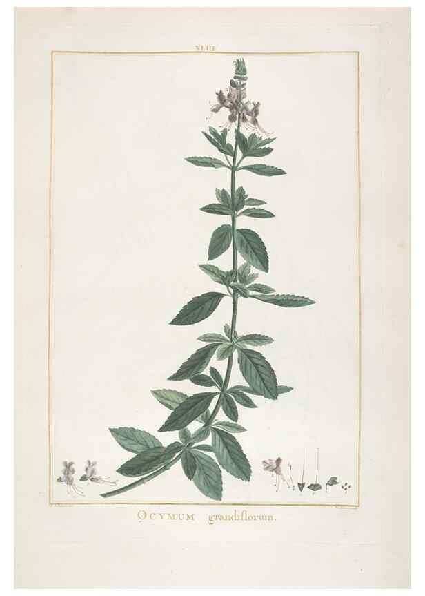 Reproducción/Reproduction 48826794722: Stirpes novae :. Parisiis :ex typographia Philippi-Dionysii Pierres,1784-85.. 