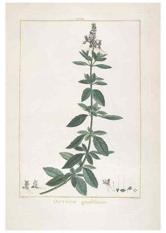 Reproducción/Reproduction 48826794722: Stirpes novae :. Parisiis :ex typographia Philippi-Dionysii Pierres,1784-85.. 