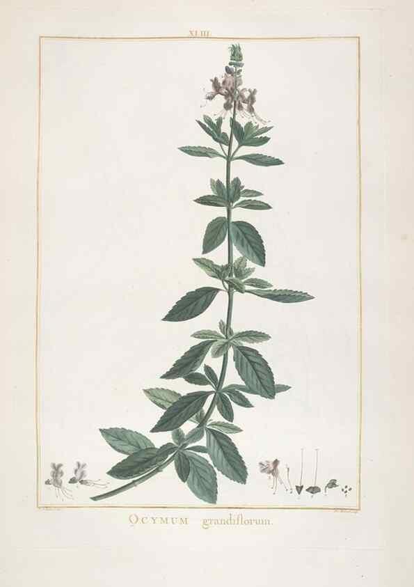 Reproducción/Reproduction 48826794722: Stirpes novae :. Parisiis :ex typographia Philippi-Dionysii Pierres,1784-85.. 