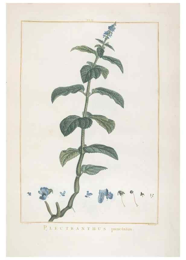 Reproducción/Reproduction 48826638516: Stirpes novae :. Parisiis :ex typographia Philippi-Dionysii Pierres,1784-85.. 