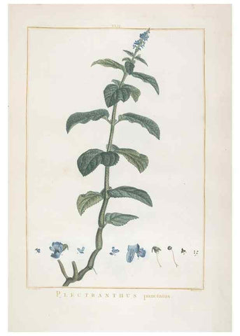 Reproducción/Reproduction 48826638516: Stirpes novae :. Parisiis :ex typographia Philippi-Dionysii Pierres,1784-85.. 