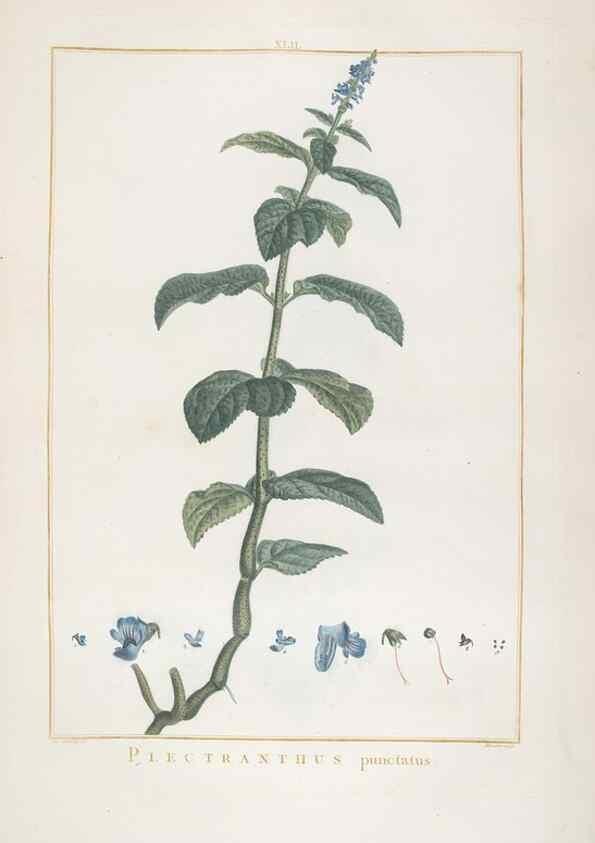 Reproducción/Reproduction 48826638516: Stirpes novae :. Parisiis :ex typographia Philippi-Dionysii Pierres,1784-85.. 