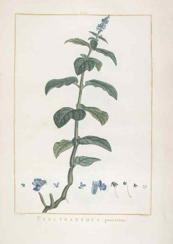 Reproducción/Reproduction 48826638516: Stirpes novae :. Parisiis :ex typographia Philippi-Dionysii Pierres,1784-85.. 
