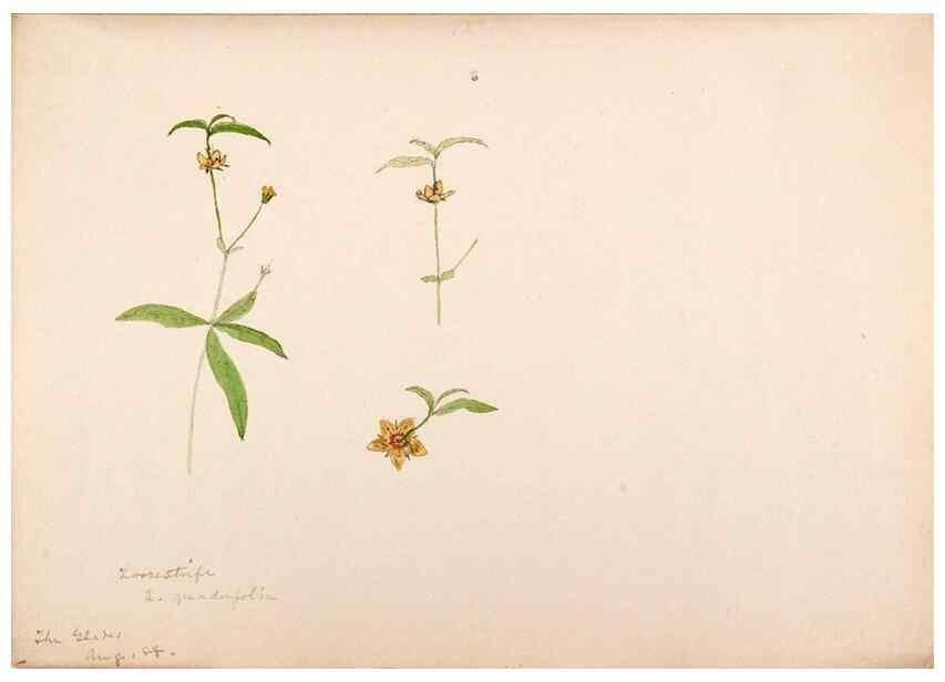 Reproducción/Reproduction 48792359218: [Water-color sketches of plants of North America and Europe]. . 