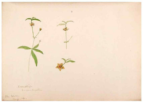 Reproducción/Reproduction 48792359218: [Water-color sketches of plants of North America and Europe]. . 
