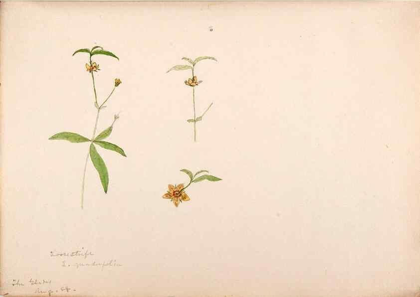 Reproducción/Reproduction 48792359218: [Water-color sketches of plants of North America and Europe]. . 