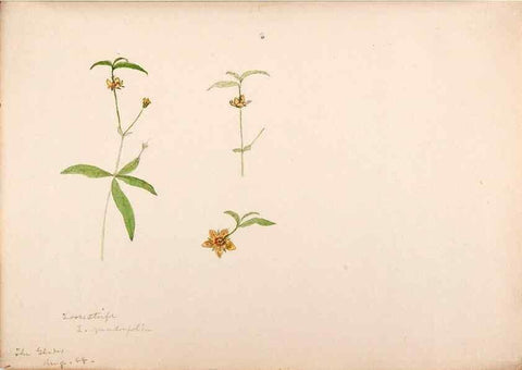 Reproducción/Reproduction 48792359218: [Water-color sketches of plants of North America and Europe]. . 