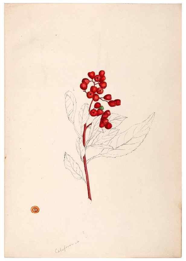 Reproducción/Reproduction 48792359438: [Water-color sketches of plants of North America and Europe]. . 
