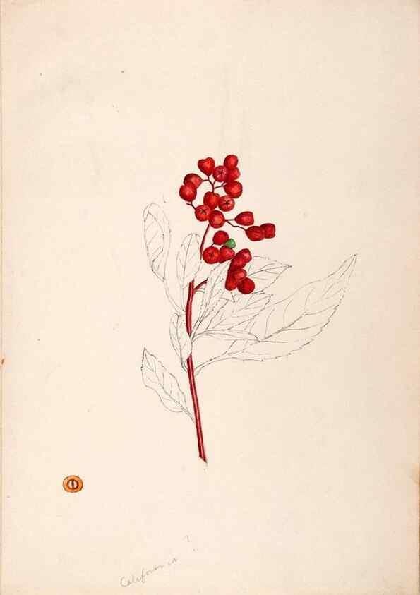Reproducción/Reproduction 48792359438: [Water-color sketches of plants of North America and Europe]. . 