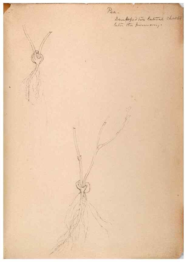 Reproducción/Reproduction 48792359623: [Water-color sketches of plants of North America and Europe]. . 