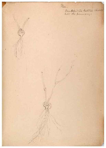 Reproducción/Reproduction 48792359623: [Water-color sketches of plants of North America and Europe]. . 