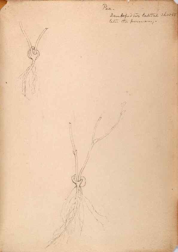 Reproducción/Reproduction 48792359623: [Water-color sketches of plants of North America and Europe]. . 