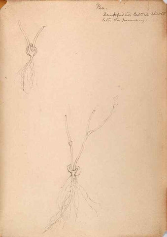 Reproducción/Reproduction 48792359623: [Water-color sketches of plants of North America and Europe]. . 