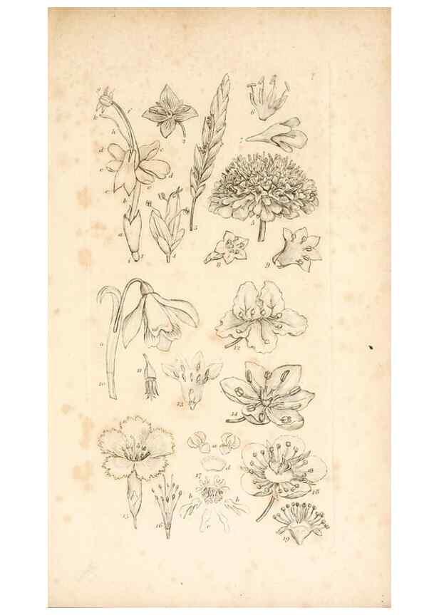 Reproducción/Reproduction 48792928222: A grammar of botany :. London :Longman, Ree, Orme, Brown, and Green,1826.. 