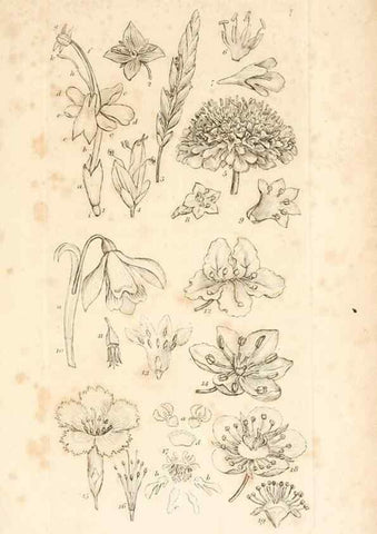 Reproducción/Reproduction 48792928222: A grammar of botany :. London :Longman, Ree, Orme, Brown, and Green,1826.. 