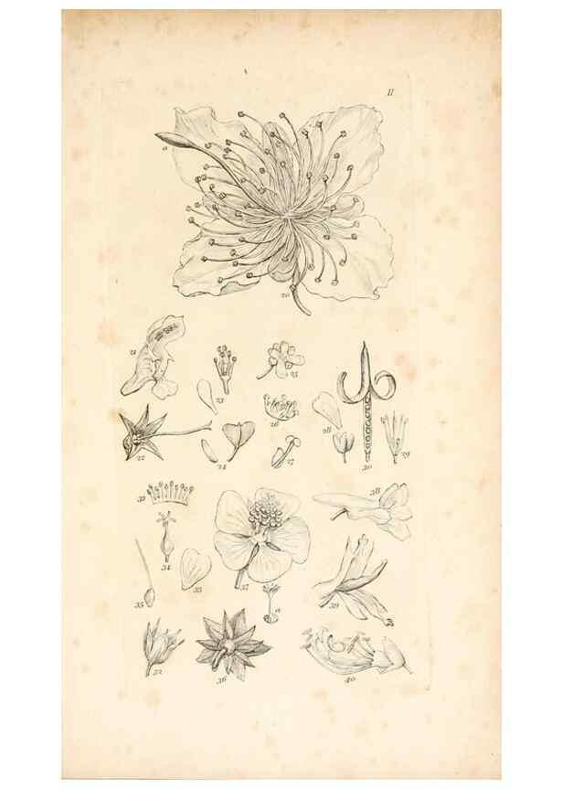 Reproducción/Reproduction 48792787321: A grammar of botany :. London :Longman, Ree, Orme, Brown, and Green,1826.. 
