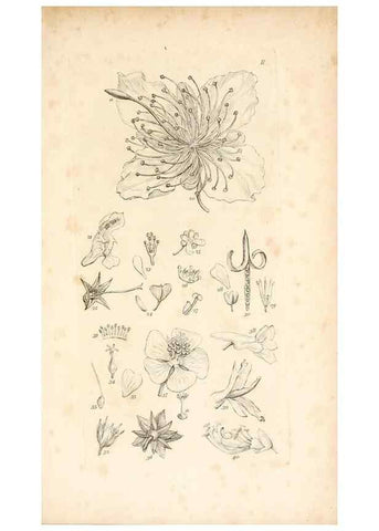 Reproducción/Reproduction 48792787321: A grammar of botany :. London :Longman, Ree, Orme, Brown, and Green,1826.. 