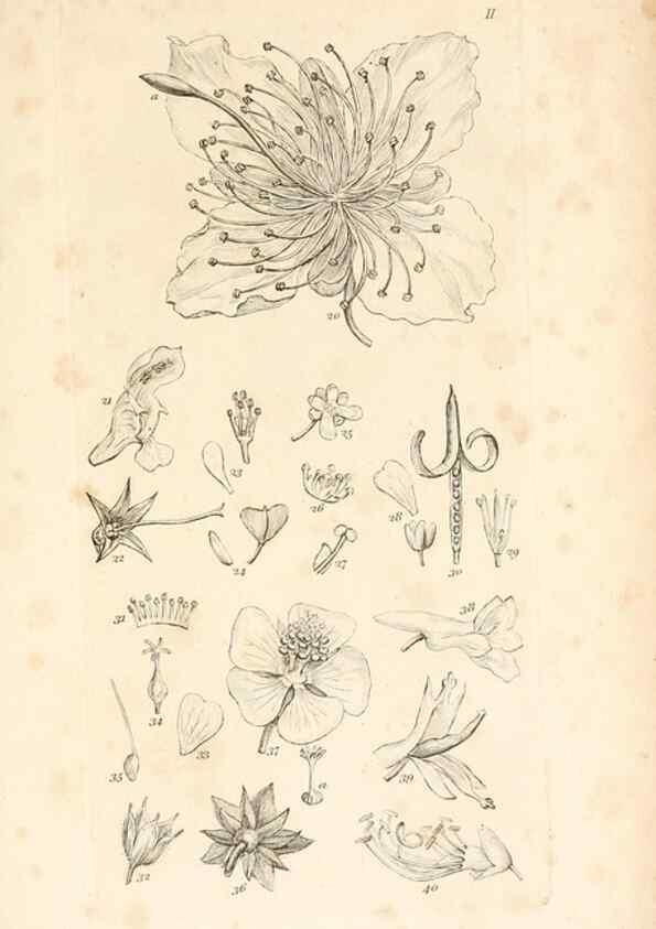 Reproducción/Reproduction 48792787321: A grammar of botany :. London :Longman, Ree, Orme, Brown, and Green,1826.. 