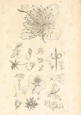 Reproducción/Reproduction 48792787321: A grammar of botany :. London :Longman, Ree, Orme, Brown, and Green,1826.. 