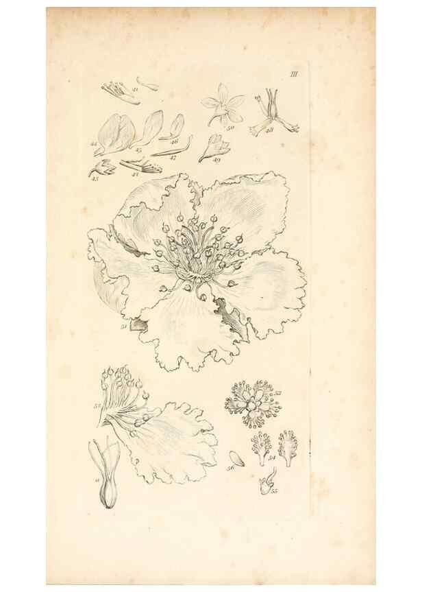 Reproducción/Reproduction 48792420918: A grammar of botany :. London :Longman, Ree, Orme, Brown, and Green,1826.. 