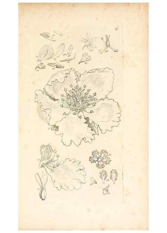 Reproducción/Reproduction 48792420918: A grammar of botany :. London :Longman, Ree, Orme, Brown, and Green,1826.. 
