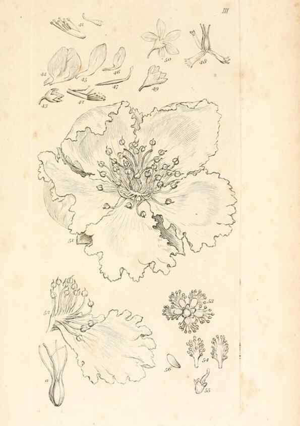 Reproducción/Reproduction 48792420918: A grammar of botany :. London :Longman, Ree, Orme, Brown, and Green,1826.. 