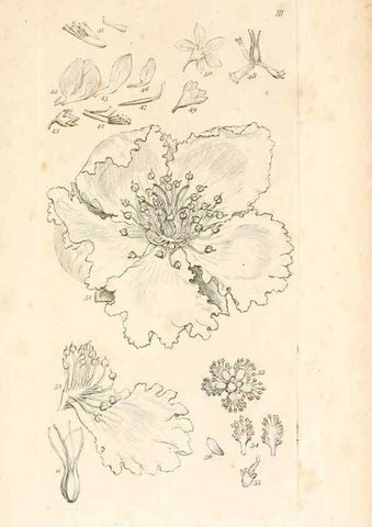 Reproducción/Reproduction 48792420918: A grammar of botany :. London :Longman, Ree, Orme, Brown, and Green,1826.. 