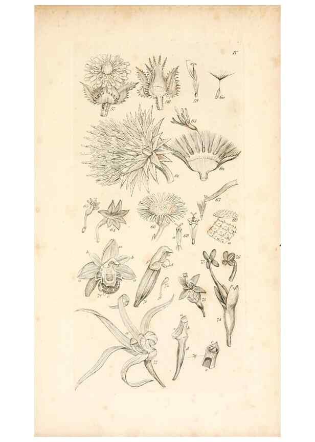 Reproducción/Reproduction 48792421208: A grammar of botany :. London :Longman, Ree, Orme, Brown, and Green,1826.. 