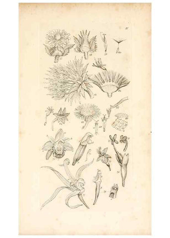 Reproducción/Reproduction 48792421208: A grammar of botany :. London :Longman, Ree, Orme, Brown, and Green,1826.. 