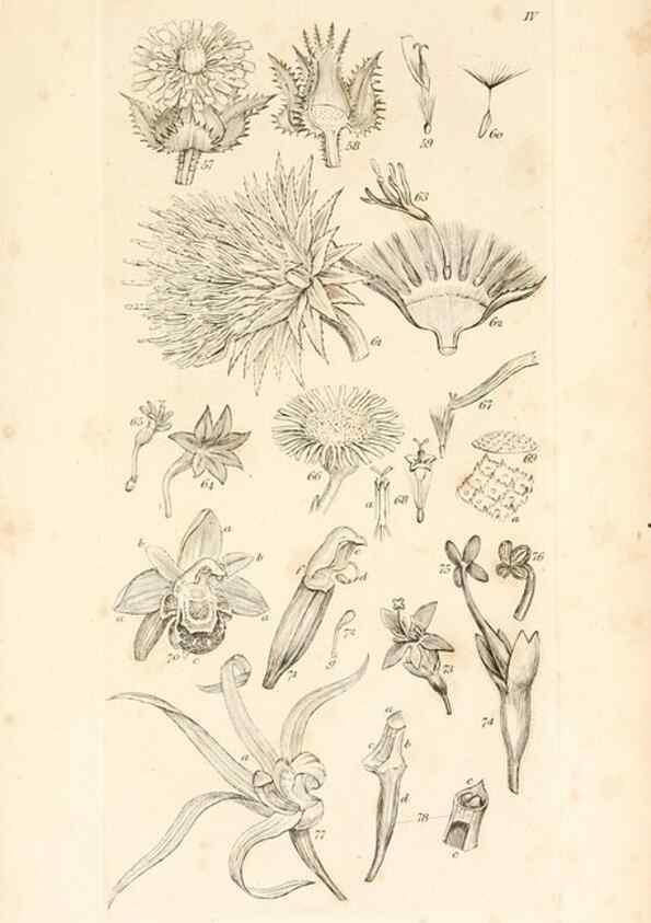 Reproducción/Reproduction 48792421208: A grammar of botany :. London :Longman, Ree, Orme, Brown, and Green,1826.. 