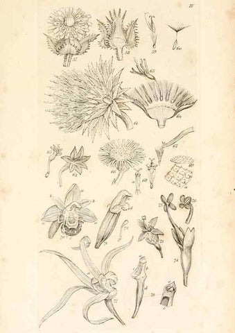 Reproducción/Reproduction 48792421208: A grammar of botany :. London :Longman, Ree, Orme, Brown, and Green,1826.. 