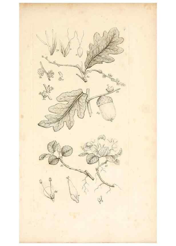 Reproducción/Reproduction 48792929517: A grammar of botany :. London :Longman, Ree, Orme, Brown, and Green,1826.. 