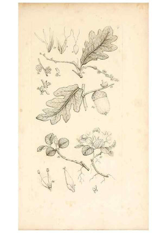 Reproducción/Reproduction 48792929517: A grammar of botany :. London :Longman, Ree, Orme, Brown, and Green,1826.. 