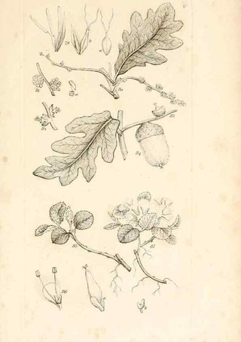 Reproducción/Reproduction 48792929517: A grammar of botany :. London :Longman, Ree, Orme, Brown, and Green,1826.. 