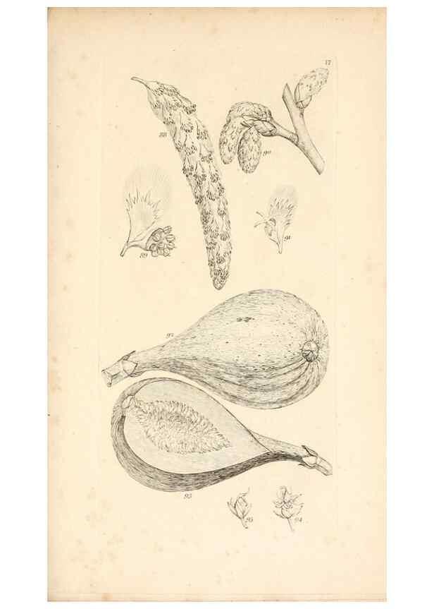 Reproducción/Reproduction 48792788716: A grammar of botany :. London :Longman, Ree, Orme, Brown, and Green,1826.. 