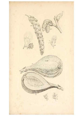 Reproducción/Reproduction 48792788716: A grammar of botany :. London :Longman, Ree, Orme, Brown, and Green,1826.. 