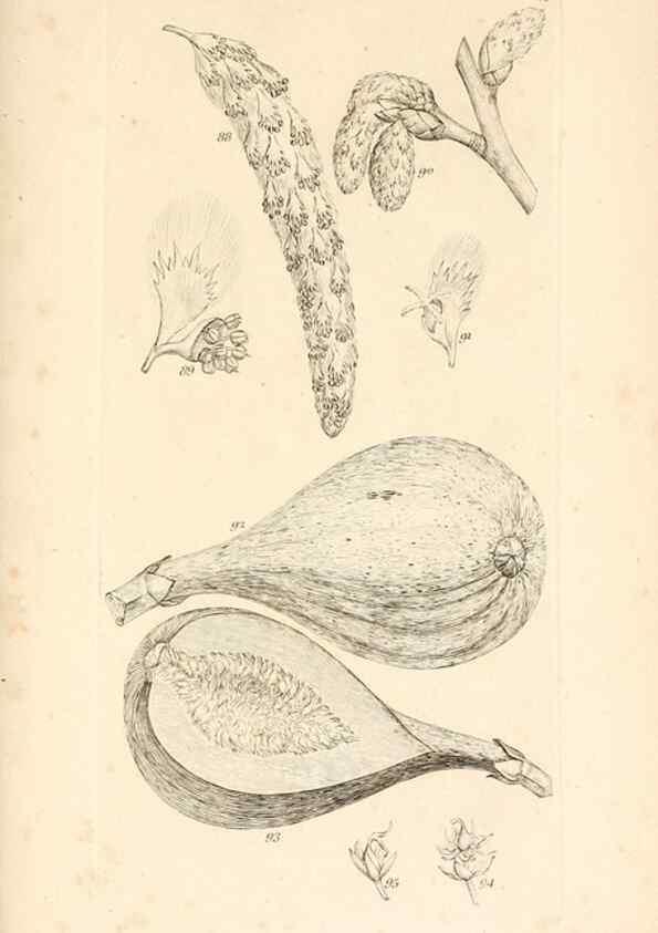 Reproducción/Reproduction 48792788716: A grammar of botany :. London :Longman, Ree, Orme, Brown, and Green,1826.. 
