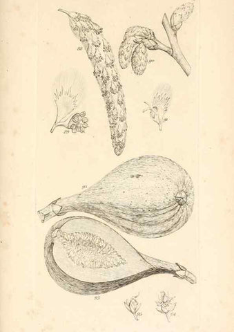 Reproducción/Reproduction 48792788716: A grammar of botany :. London :Longman, Ree, Orme, Brown, and Green,1826.. 