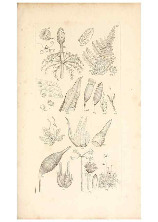 Reproducción/Reproduction 48792930317: A grammar of botany :. London :Longman, Ree, Orme, Brown, and Green,1826.. 