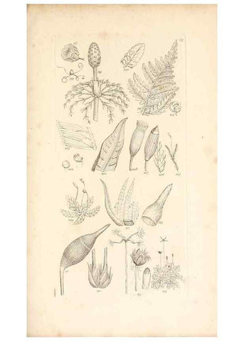 Reproducción/Reproduction 48792930317: A grammar of botany :. London :Longman, Ree, Orme, Brown, and Green,1826.. 