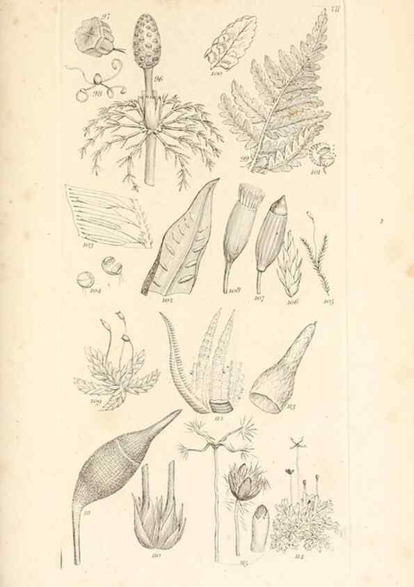 Reproducción/Reproduction 48792930317: A grammar of botany :. London :Longman, Ree, Orme, Brown, and Green,1826.. 