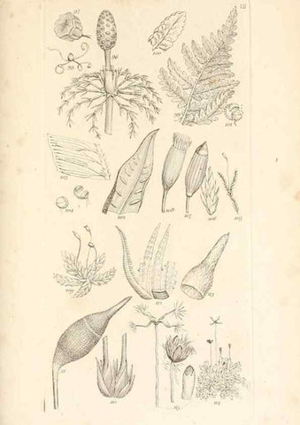 Reproducción/Reproduction 48792930317: A grammar of botany :. London :Longman, Ree, Orme, Brown, and Green,1826.. 