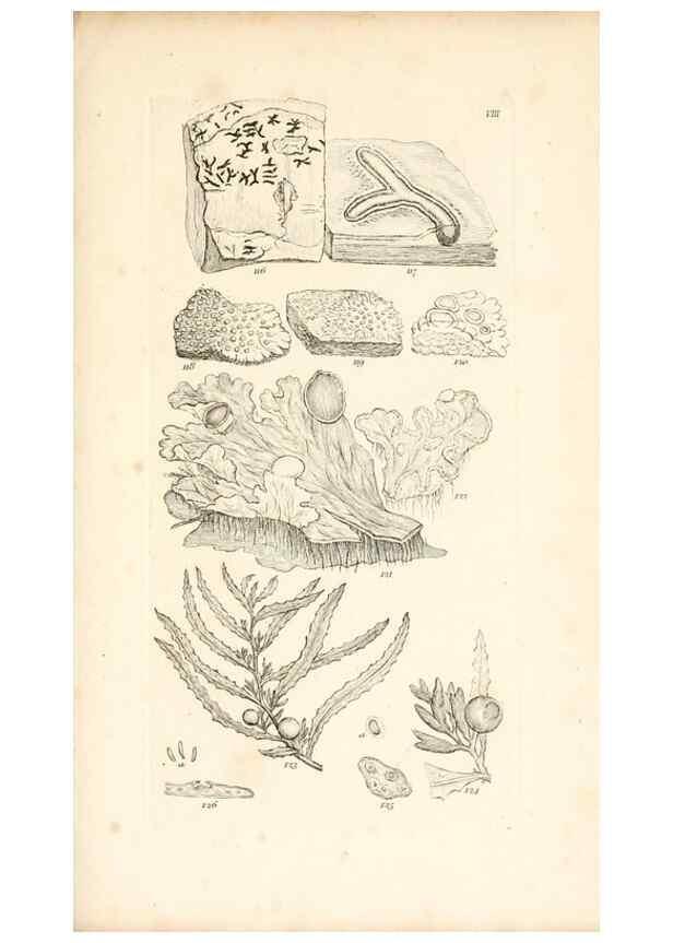 Reproducción/Reproduction 48792422603: A grammar of botany :. London :Longman, Ree, Orme, Brown, and Green,1826.. 