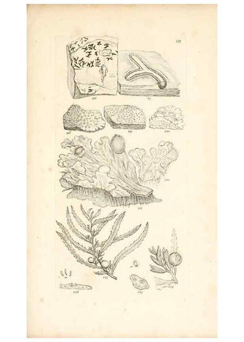 Reproducción/Reproduction 48792422603: A grammar of botany :. London :Longman, Ree, Orme, Brown, and Green,1826.. 