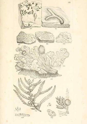 Reproducción/Reproduction 48792422603: A grammar of botany :. London :Longman, Ree, Orme, Brown, and Green,1826.. 